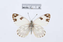 Image of Pontia helice (Linnaeus 1764)