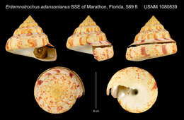 Entemnotrochus P. Fischer 1885 resmi