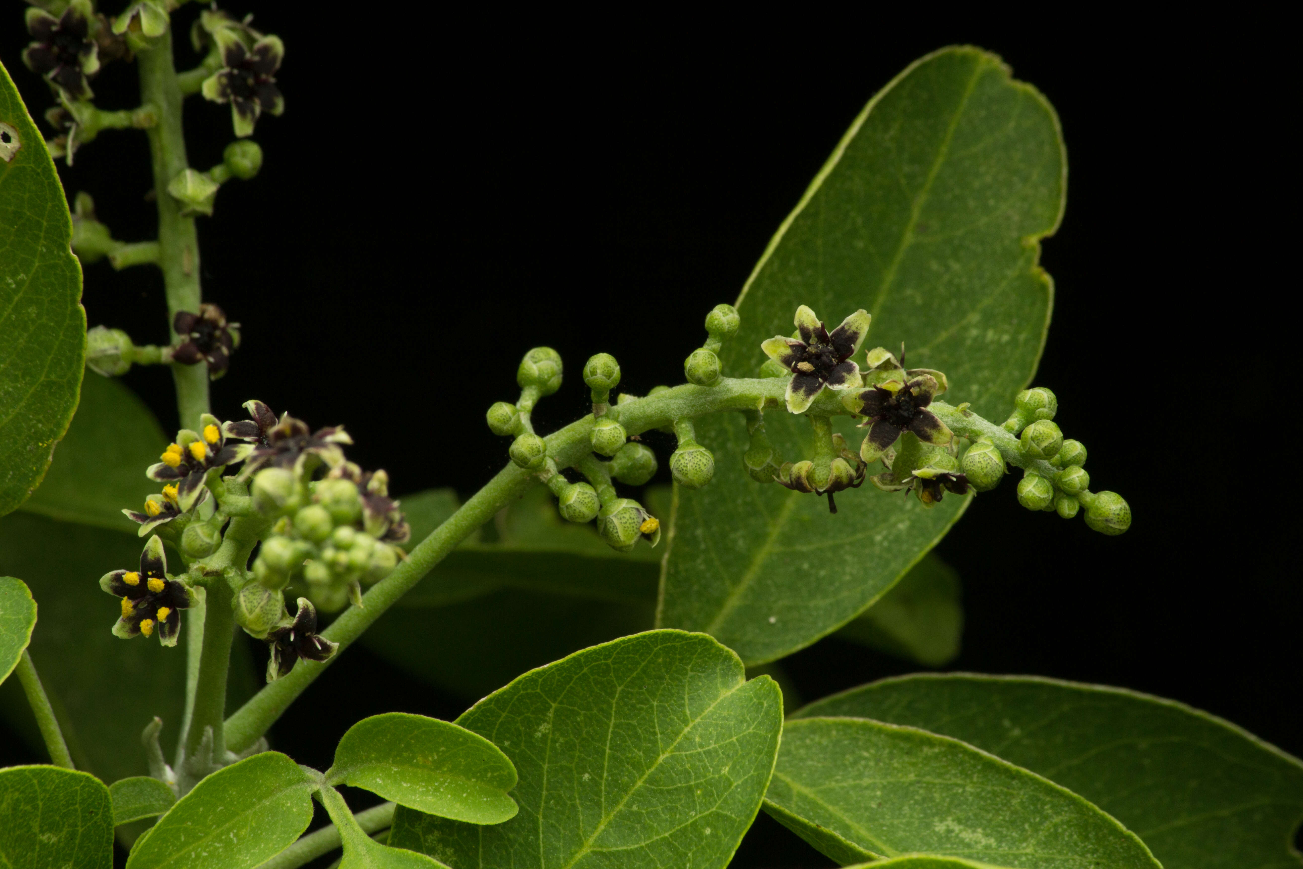 Image of Esenbeckia berlandieri subsp. litoralis (Donnell-Smith) Kaastra