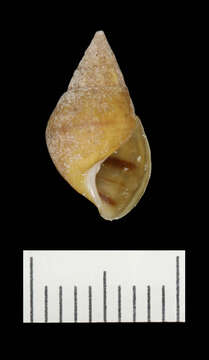 Image of Elimia olivula (Conrad 1834)