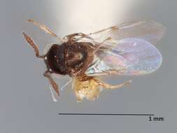 Image de Copidosoma floridanum (Ashmead 1900)