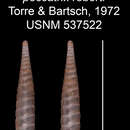 Imagem de Gongylostoma peccatrix roberti C. Torre & Bartsch 1972