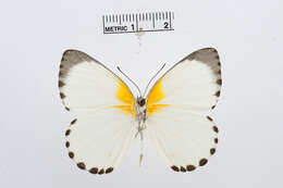 Image of <i>Appias sylvia</i>