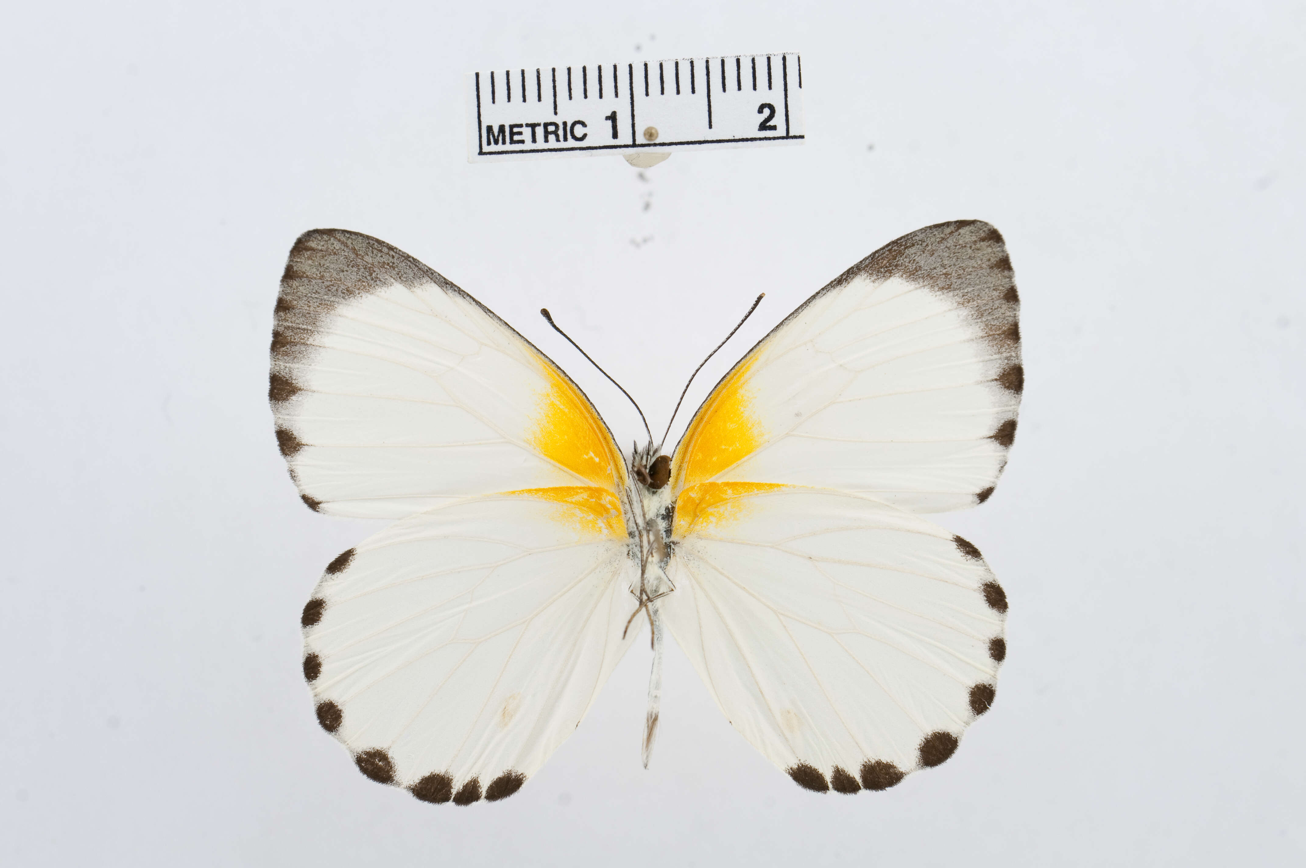 Image of <i>Appias sylvia</i>