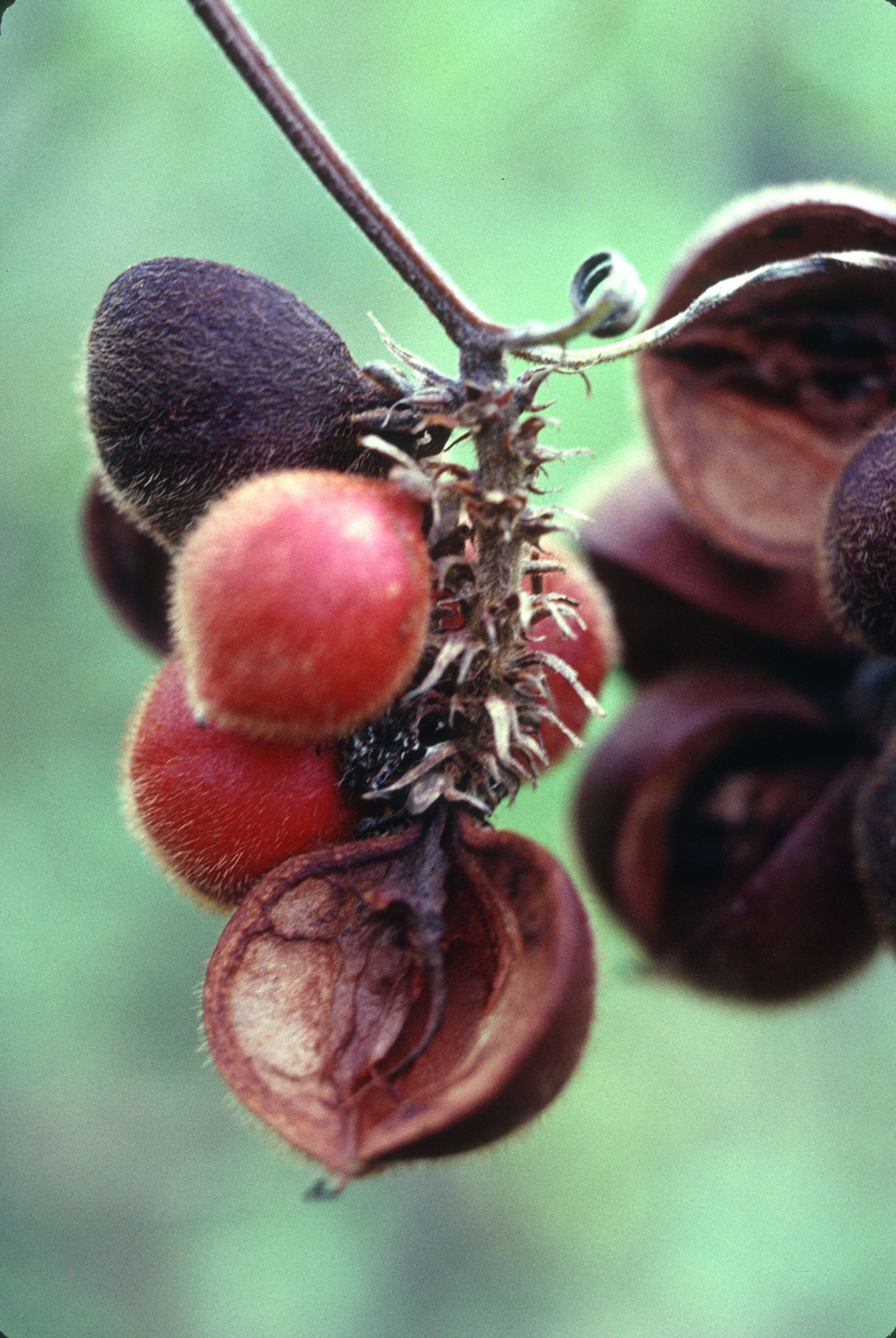 Imagem de Paullinia leiocarpa Griseb.