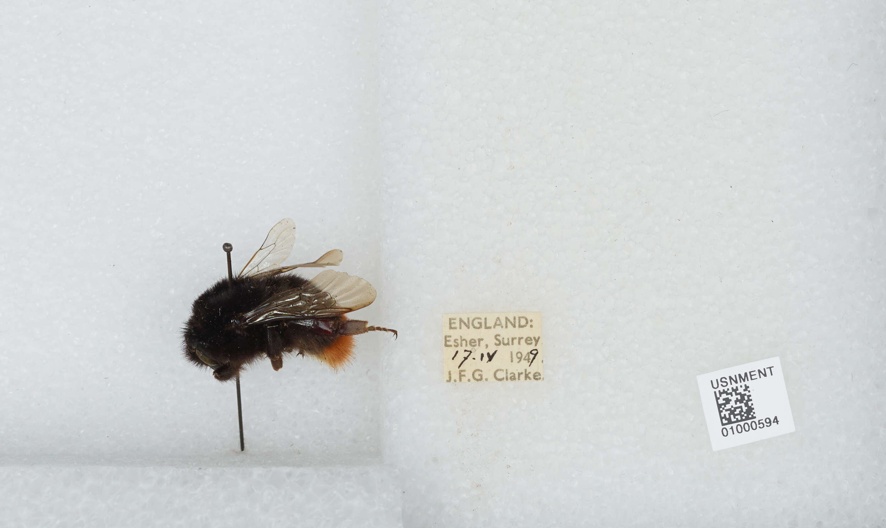 Image of Red tailed bumblebee