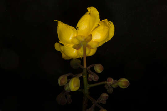 Imagem de Cochlospermum vitifolium (Willd.) Spreng.