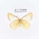 صورة <i>Colias pelidne skinneri</i>