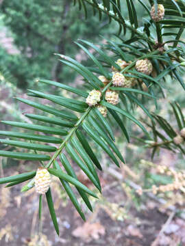 Image of Florida Nutmeg Tree