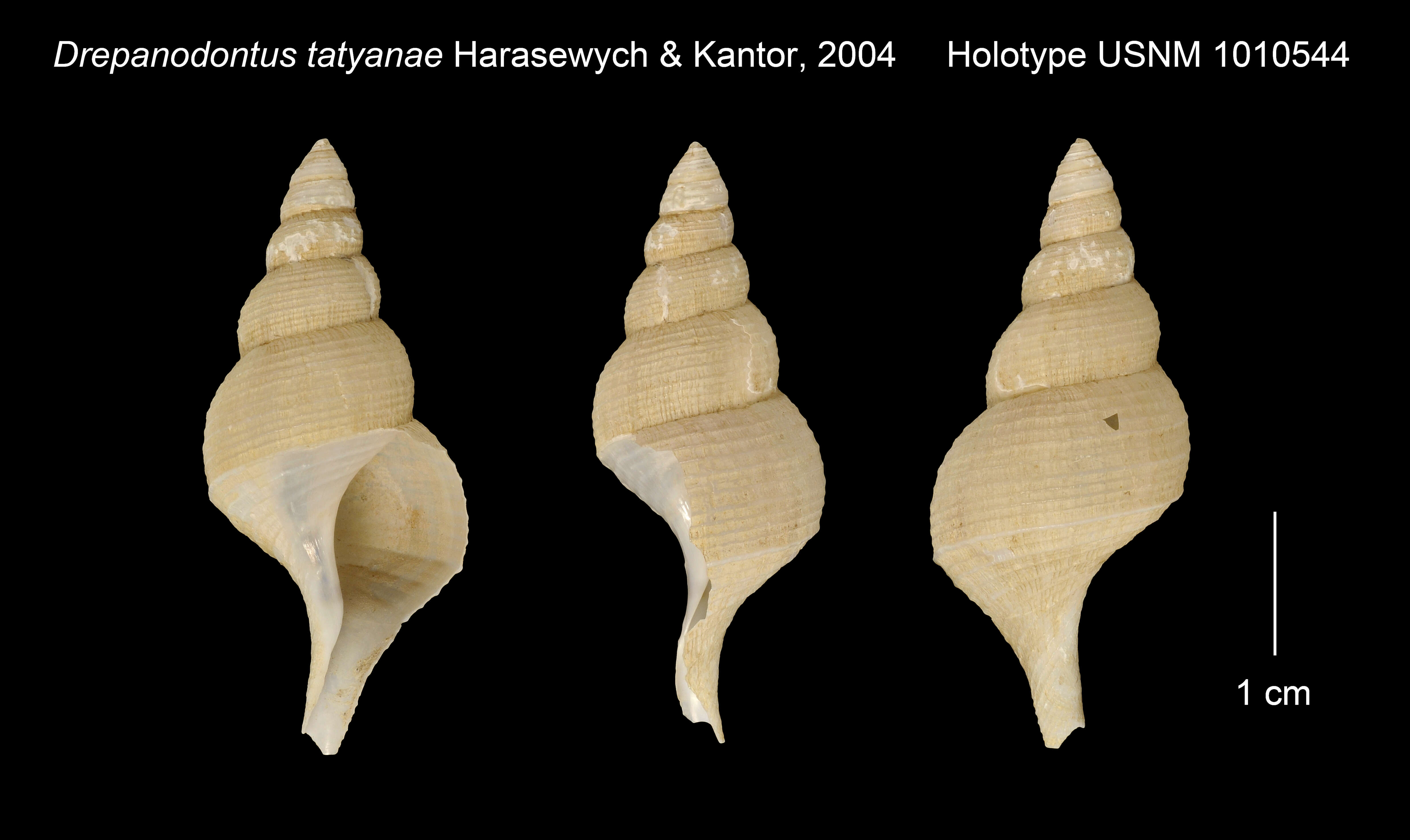 Sivun Drepanodontus tatyanae Harasewych & Kantor 2004 kuva