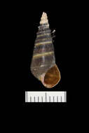 Image of Pleurocera acuta Rafinesque ex Blainville 1824