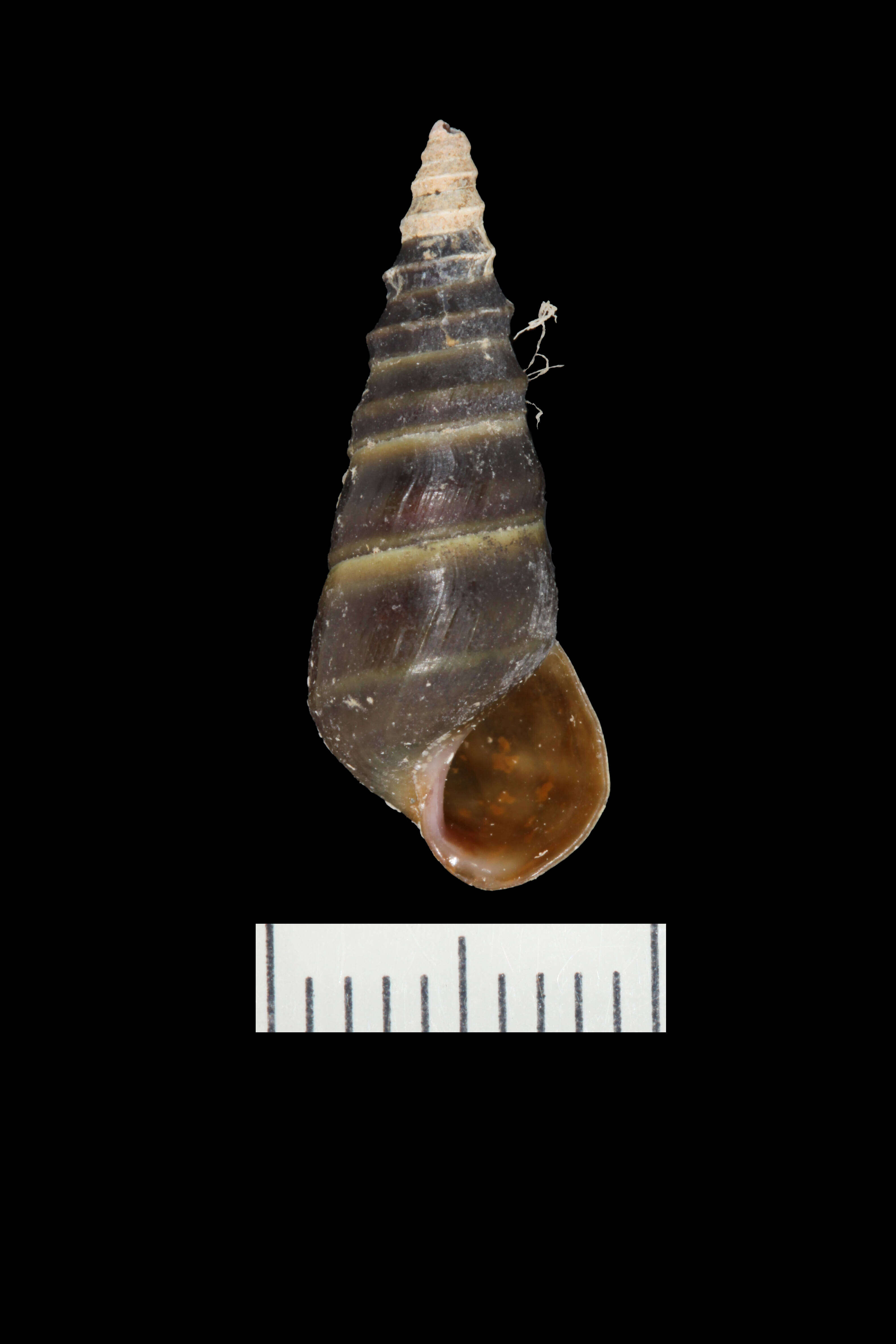 Image of Pleurocera acuta Rafinesque ex Blainville 1824