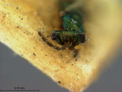 Chrysocharis auratus (Ashmead 1887)的圖片