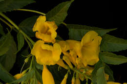Image of Yellow bells
