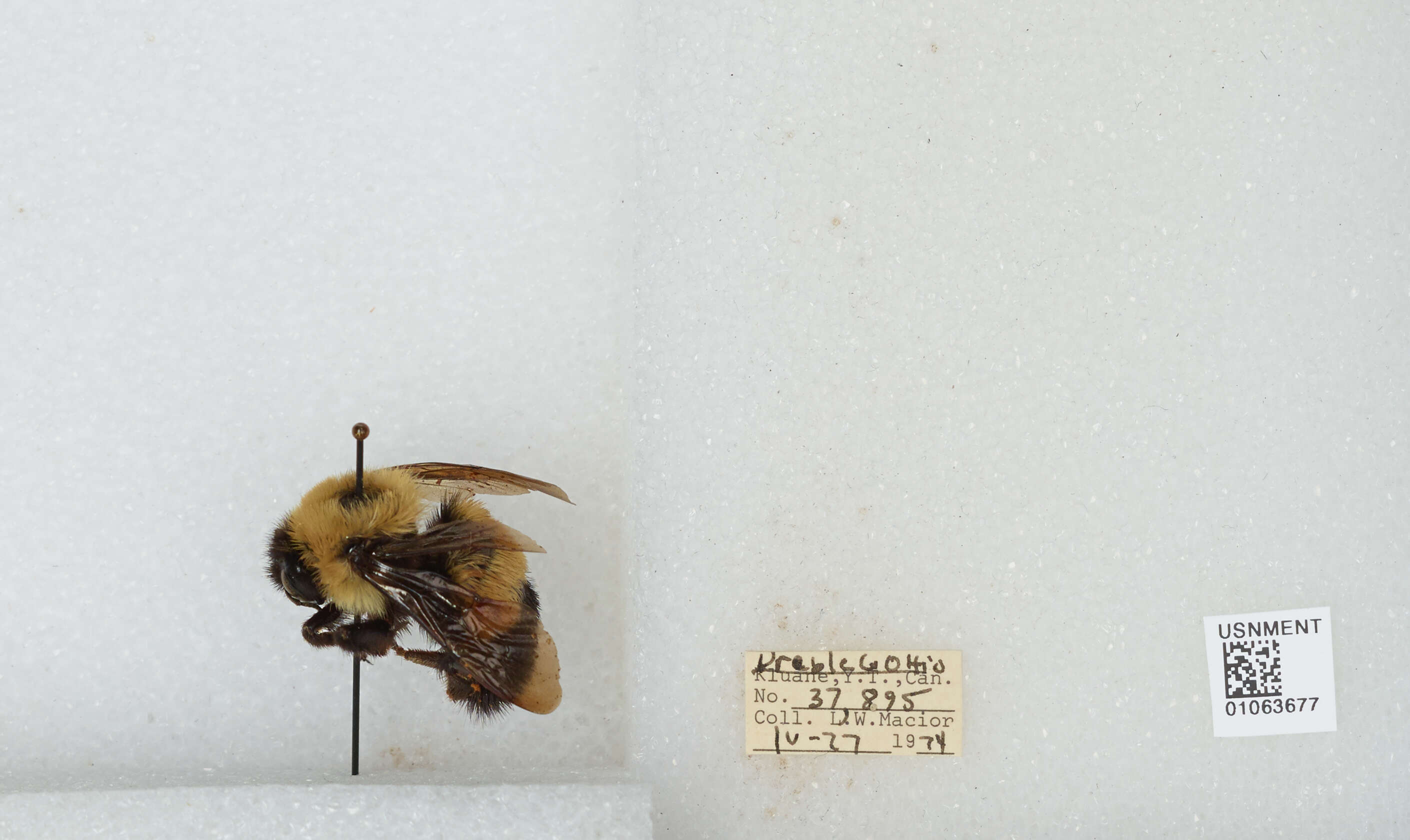 Слика од Bombus affinis Cresson 1864