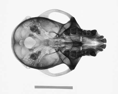 Image of Macaca fascicularis fascicularis (Raffles 1821)