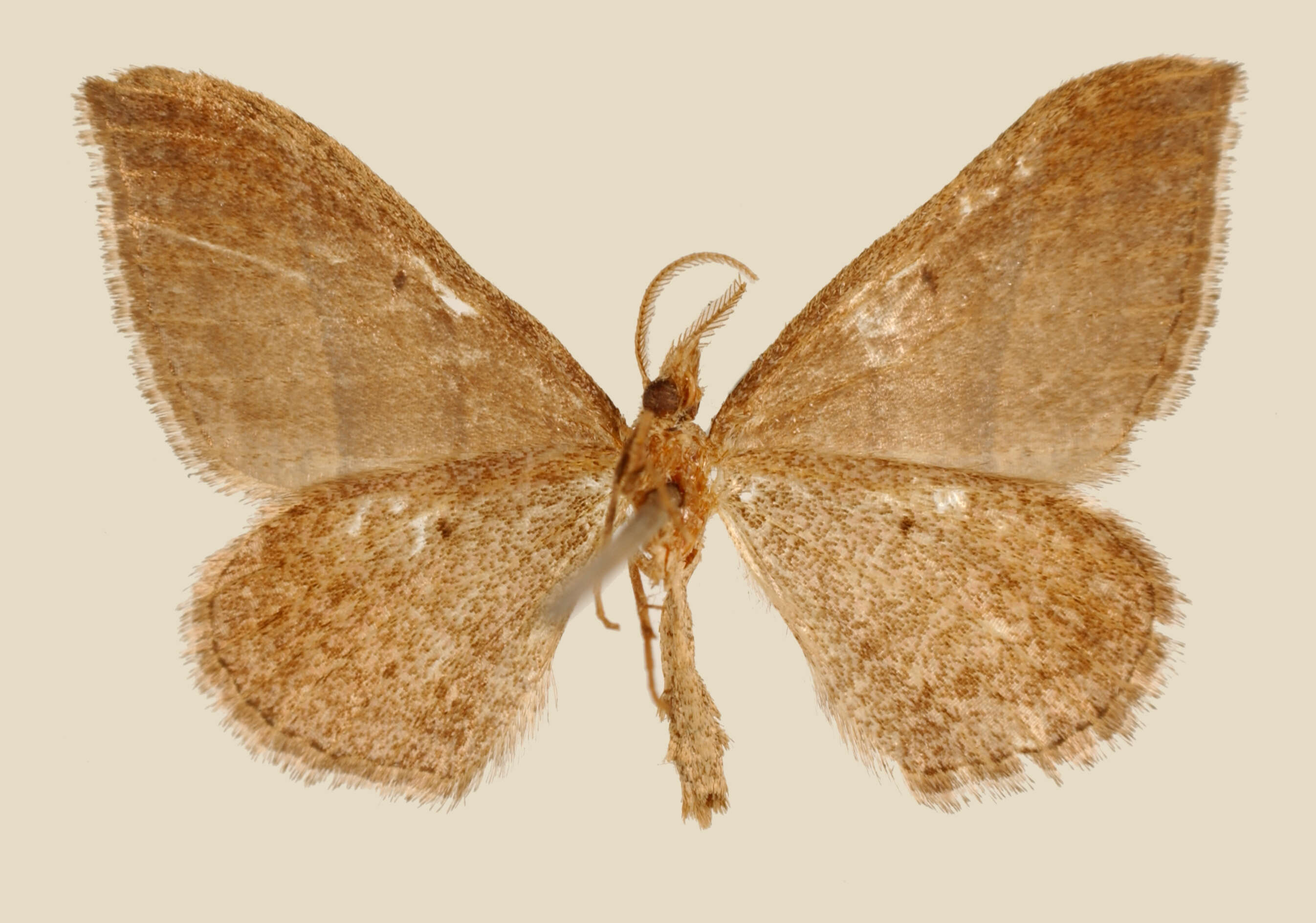 Image of Thamnonoma olympusa Druce 1893