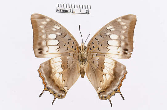 Charaxes etheocles Cramer 1777的圖片