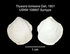 Image of Thyasira tomeana (Dall 1901)
