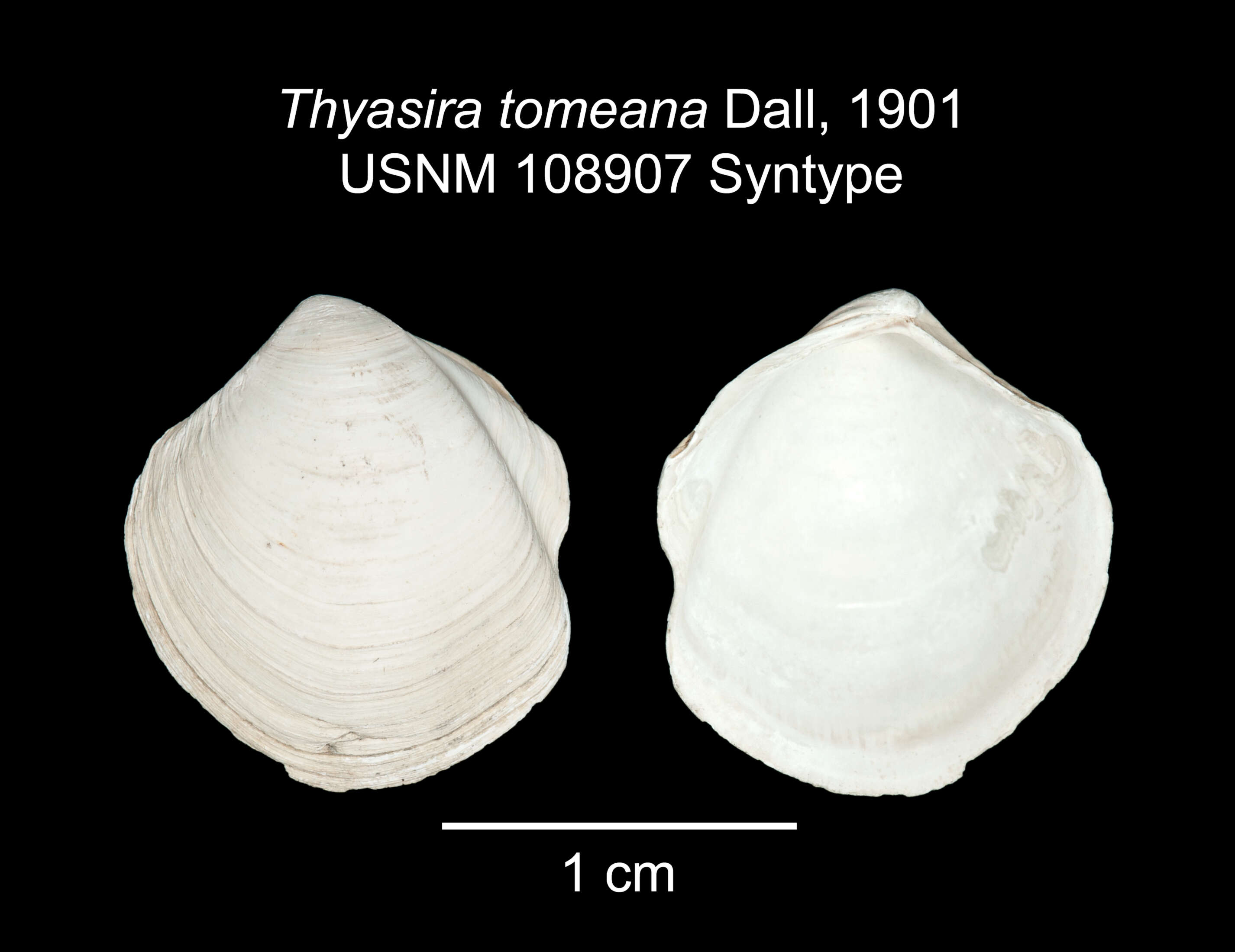 Plancia ëd Thyasira tomeana (Dall 1901)