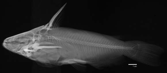 Imagem de Trachelyopterus peloichthys (Schultz 1944)