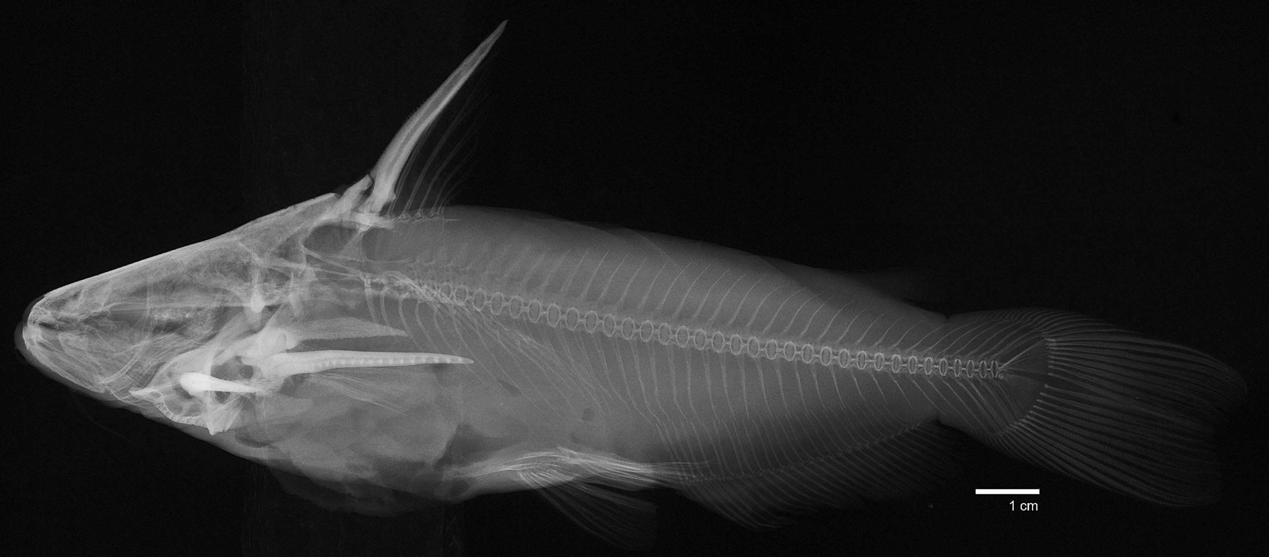 Imagem de Trachelyopterus peloichthys (Schultz 1944)