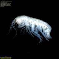 Image of Amphipoda