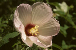 Image of crimsoneyed rosemallow