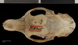 Sivun Mysateles prehensilis gundlachi (Chapman 1901) kuva