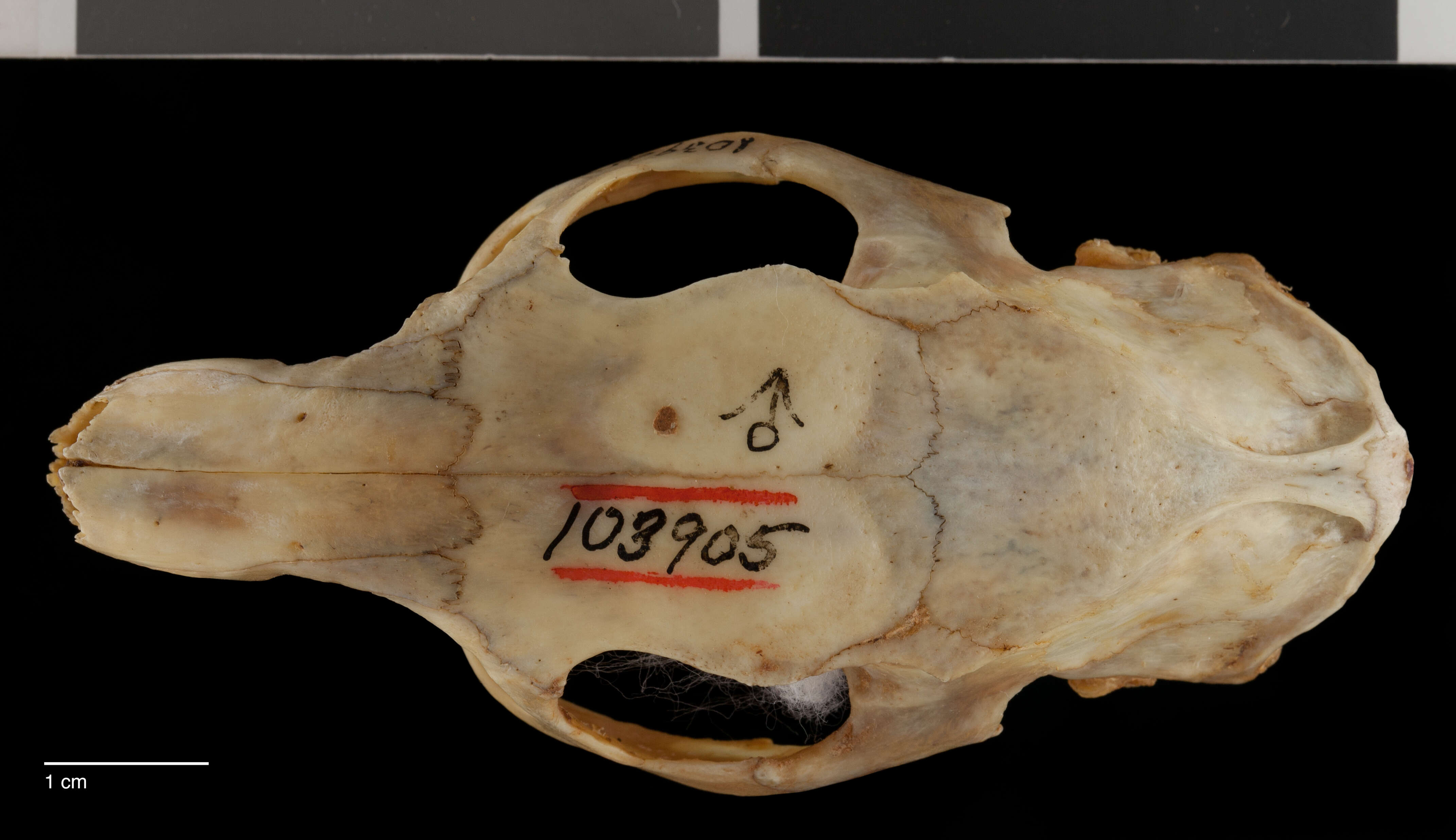 Mysateles prehensilis gundlachi (Chapman 1901) resmi