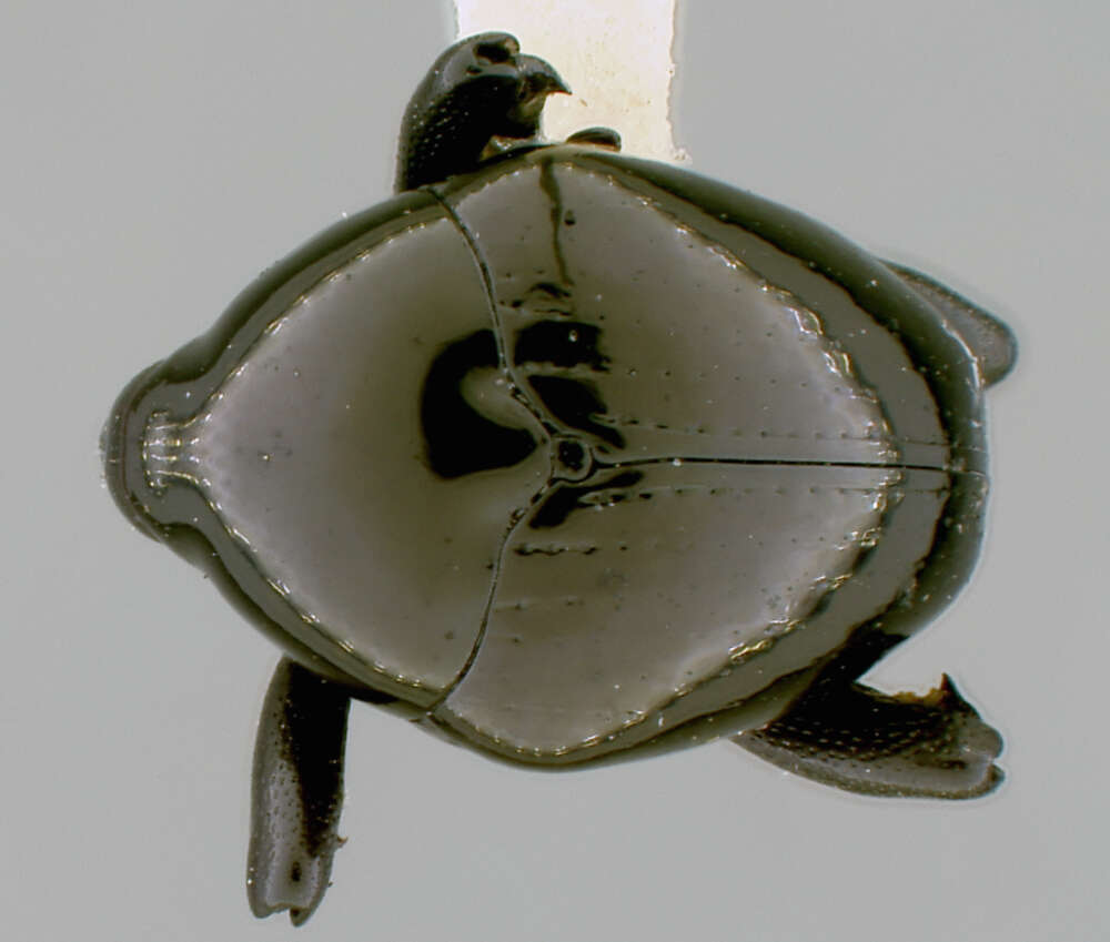 Image of Diorymerus vestigialis Casey 1922