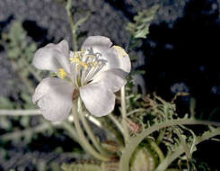 Image of cavedwelling evening primrose