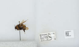 Слика од Bombus affinis Cresson 1864