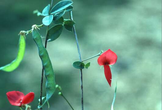 Image of Eggers' milkpea