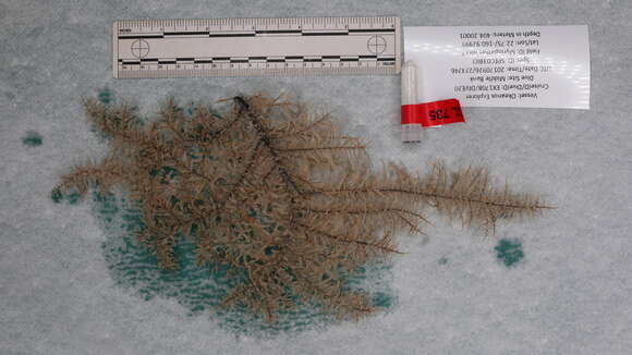 Image of Christmas tree coral