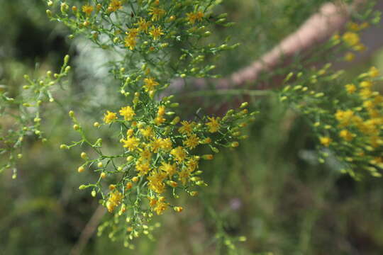 Image of Slender Goldentop