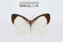 Image of Elodina argypheus Grose-Smith & Kirby 1890