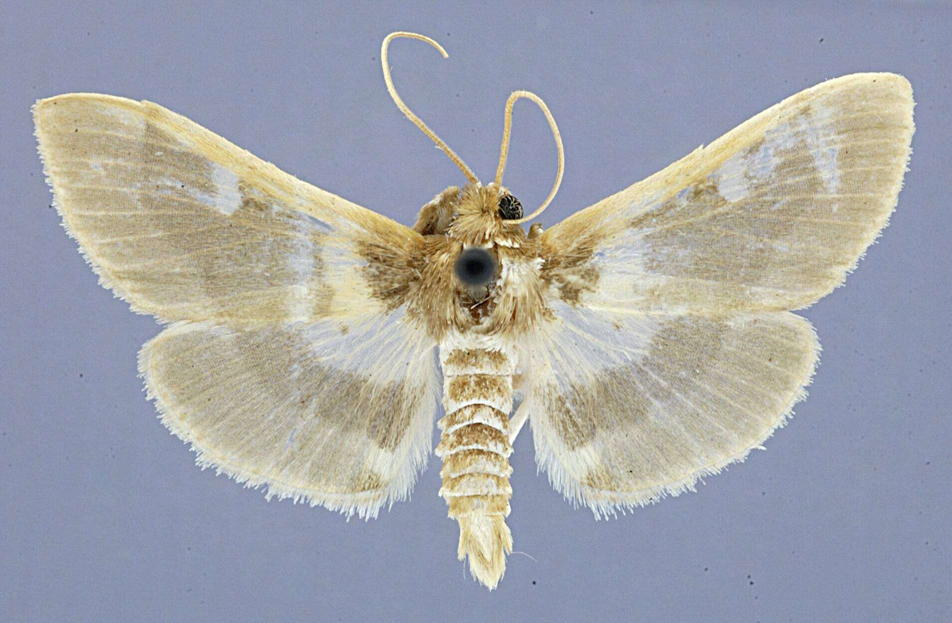 Image of Sylepta Hübner