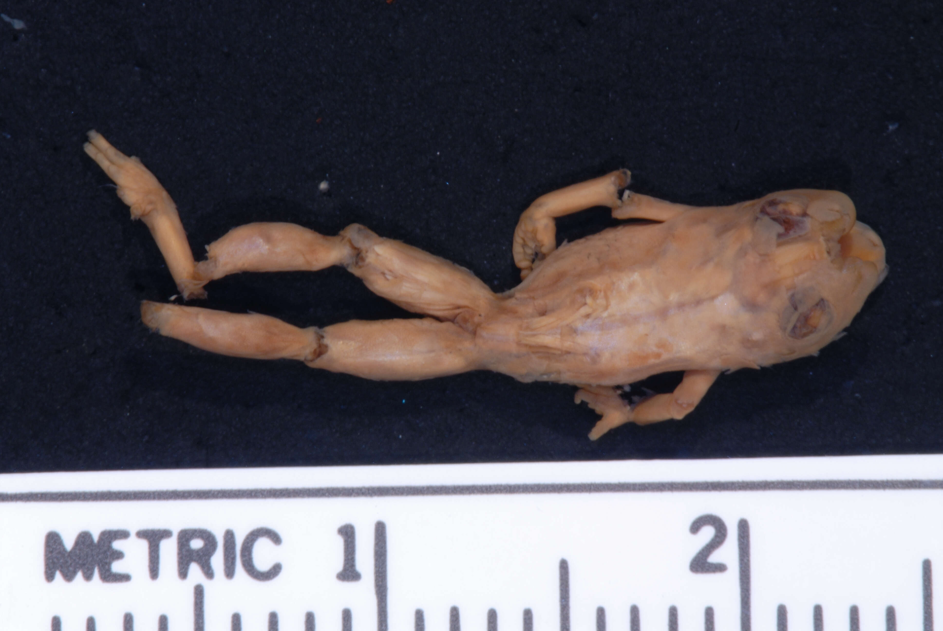 Sivun Eleutherodactylus guttilatus (Cope 1879) kuva