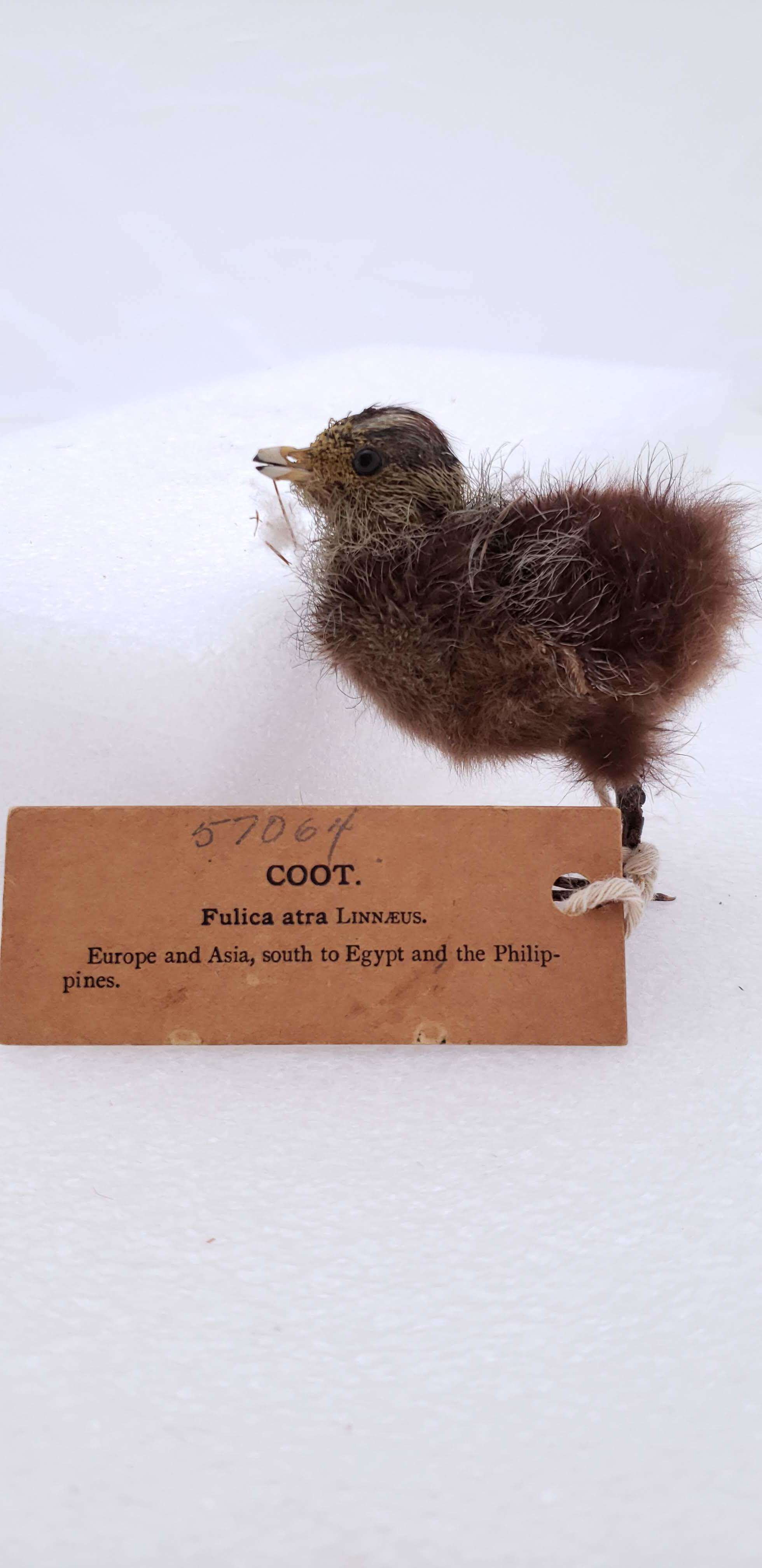 Image of Common Coot