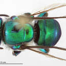 Image of Euglossa augaspis Dressler 1982