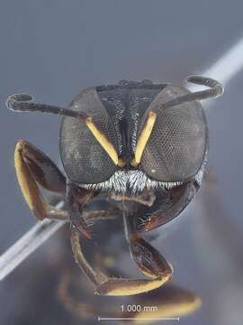 Image of Crossocerus quinquedentatus Tsuneki 1971