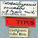 Image of Colobeutrypanus ornatus Tippmann 1953