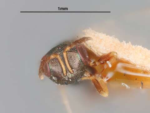 Mesopolobus bruchophagi (Gahan 1917)的圖片