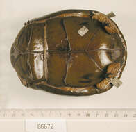 Image of Three-toed box turtle