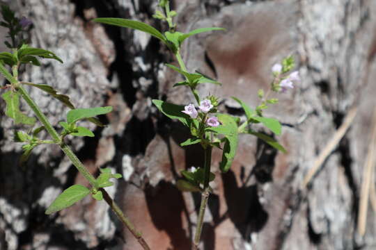 Image of Miniature-Beefsteakplant