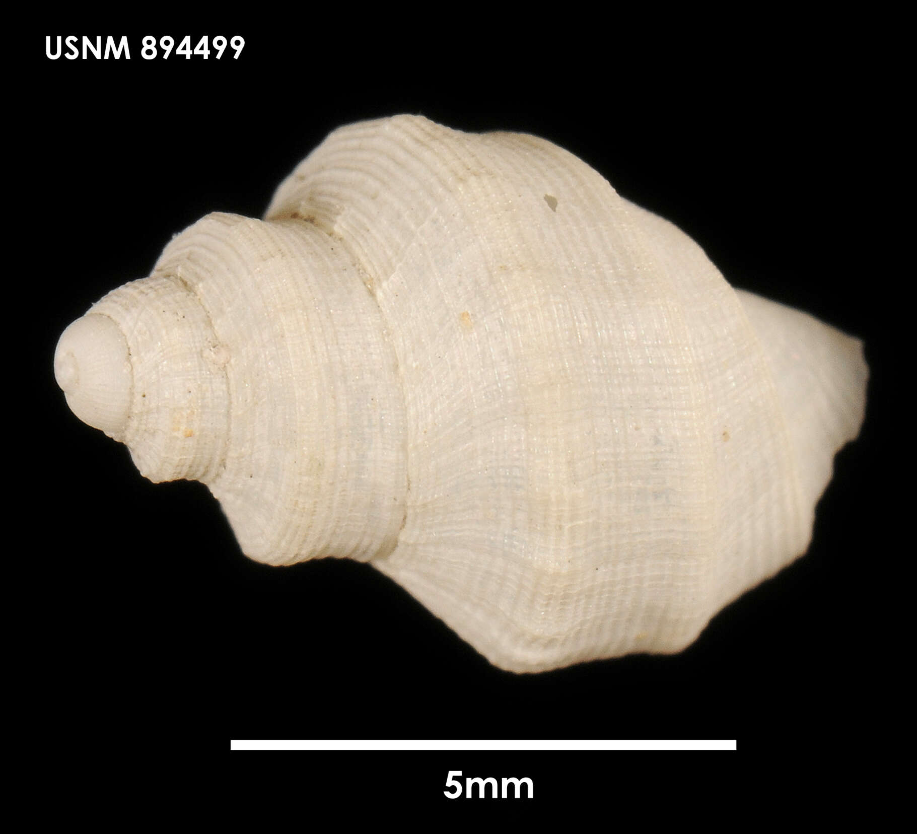 Image of Falsitromina tricarinata (Powell 1951)