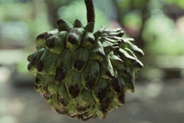 Image of Wild Sugar-Apple