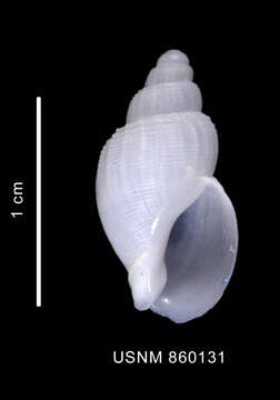 Image of Parabuccinum polyspeirum (Dell 1990)