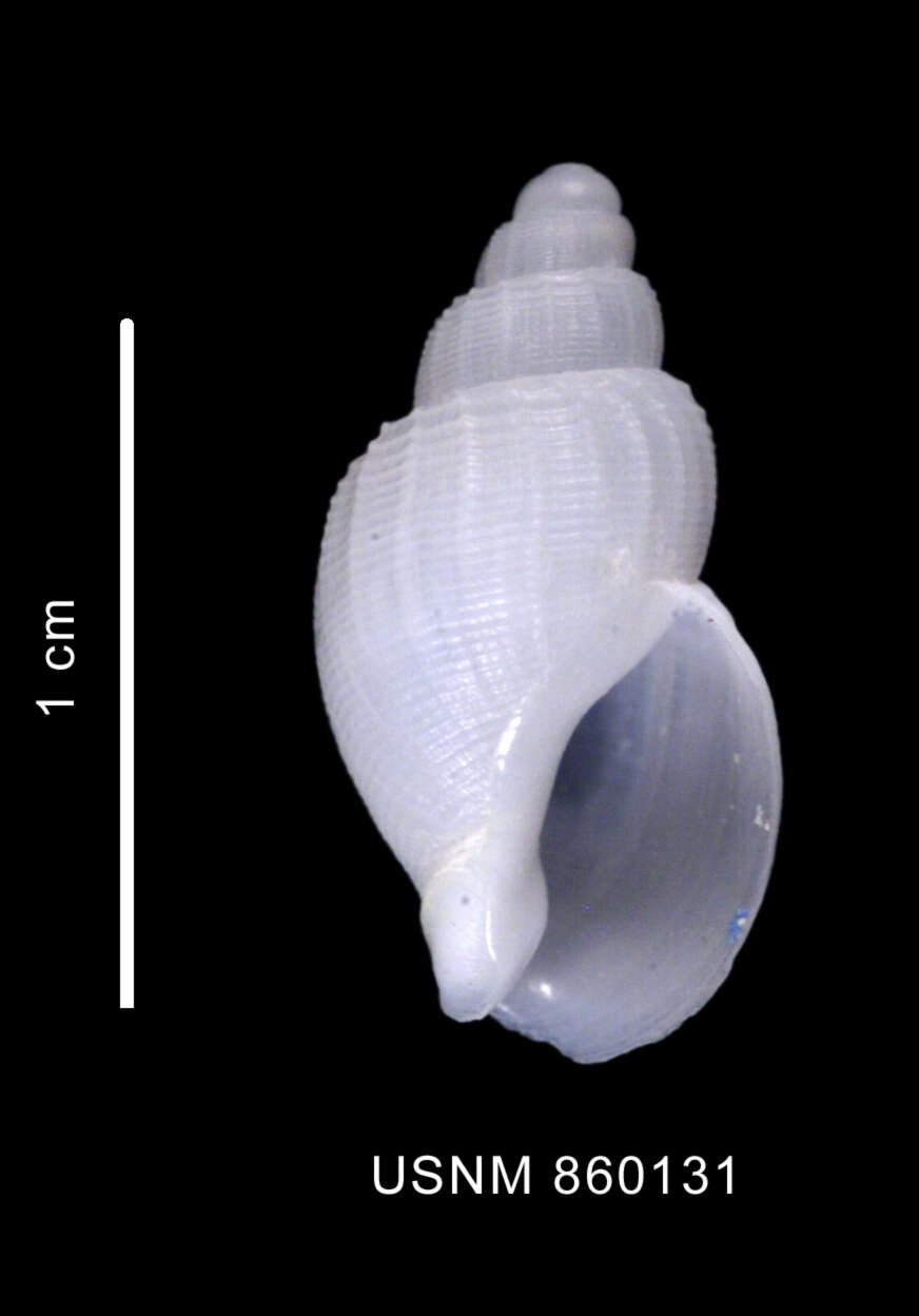 Image de Parabuccinum polyspeirum (Dell 1990)